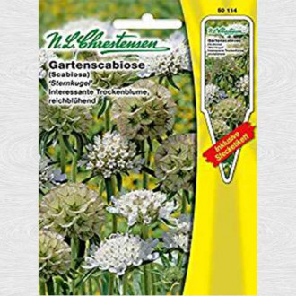 Scabiosa stellata (Sipică) Sternkugel imagine 6