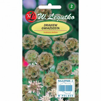 Scabiosa stelată imagine 3