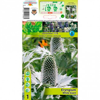 Scai vânăt (Eryngium) White Giant imagine 10