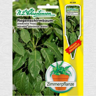 Schefflera (Arborele umbrelă) imagine 1