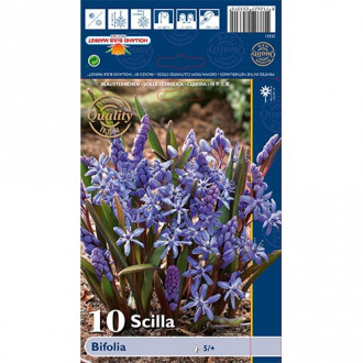 Scilia Bifolia imagine 3