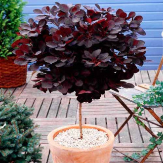 Scumpie Royal Purple imagine 11