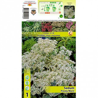 Iarbă grasă (Sedum) Frosty Morn imagine 1