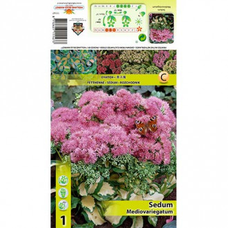 Седум (Sedum Spectabile) Mediovariegatum изображение 1