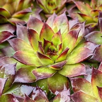 Sempervivum Cassiopea, С2 imagine 6