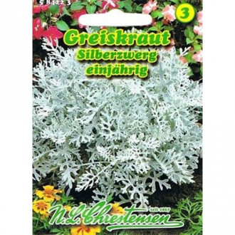 Сенецио, bicolor, Silberzwerg изображение 1