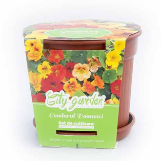 Set de cultivare - Condurul doamnei pitic, mix multicolor imagine 13