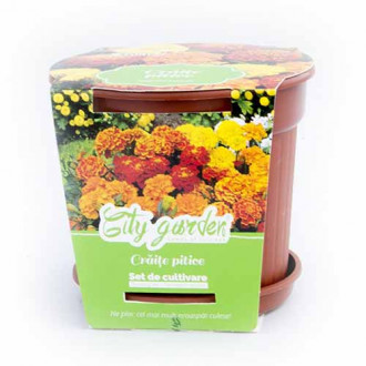 Set de cultivare - Crăițe pitice mix multicolor imagine 5