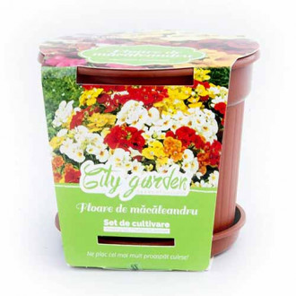 Set de cultivare - Nemesia strumosa imagine 4