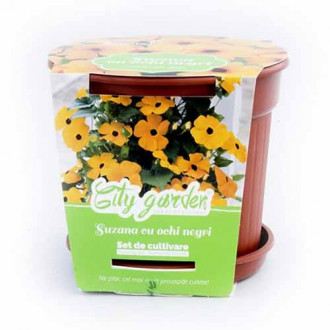 Set de cultivare - Thunbergia alata imagine 8