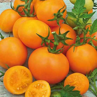 Set răsadniță medie cu soiuri românești Roșie Bacovia imagine 1