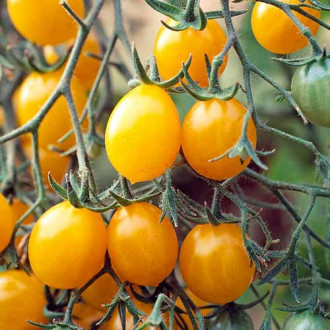 Set răsadniță medie cu soiuri românești Roșie Corina imagine 3