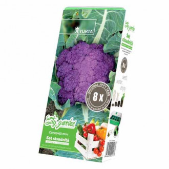 Set răsadniță medie și Conopidă mov imagine 9