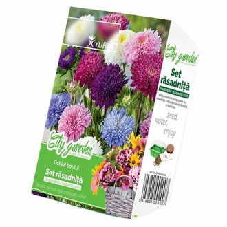 Set răsadniță mică și Ochiul Boului imagine 3