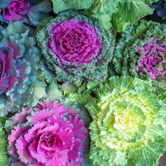 Set răsadniță mică și Varză ornamentală, mix multicolor imagine 5