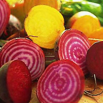 Sfeclă, amestec de varietăți imagine 2