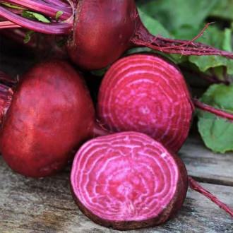 Sfeclă Egipski imagine 16