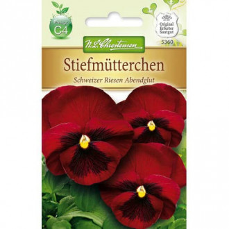 Теменужка Abendglut изображение 9