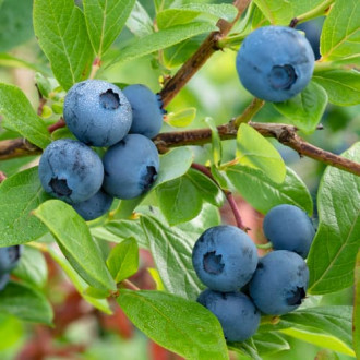 Боровинка синя Bluecrop, P9 изображение 1