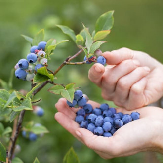 Боровинка синя Brigitta, P9 изображение 10