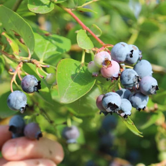 Боровинка синя Duke, P9 изображение 9