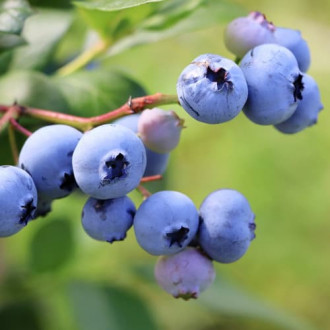 Боровинка синя Early Blue, P9 изображение 11