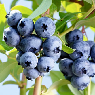 Боровинка синя Elizabeth, P9 изображение 8