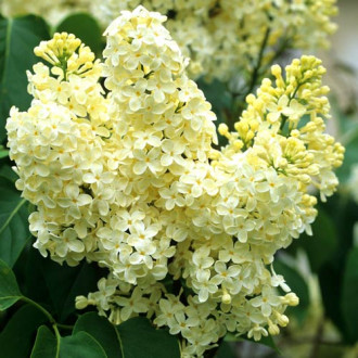 Lilak  (Bez) Primrose interface.image 5