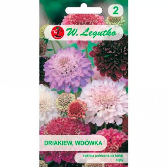 Скабиоза, смес Legutko изображение 3