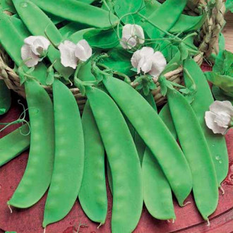 Сладък грах Norli изображение 16