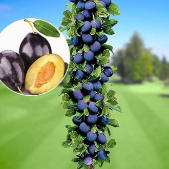 Слива колона Imperial, С2 изображение 11