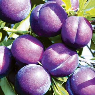 Слива Piky Loka изображение 17