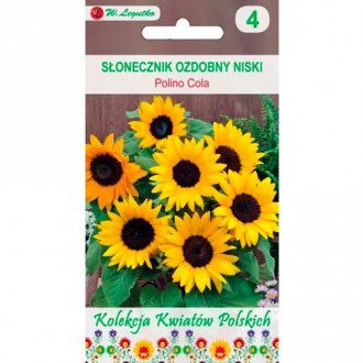 Слънчоглед декоративен Polino Cola Legutko изображение 13