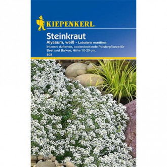 Smagliczka (Alyssum) biala interface.image 7