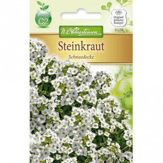 Smagliczka (Alyssum) Schneedecke interface.image 2