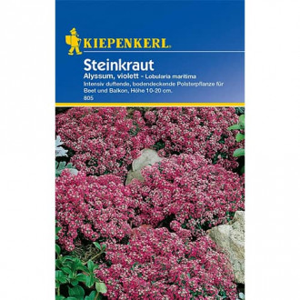 Smagliczka (Alyssum) fioletowa interface.image 9