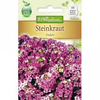 Smagliczka (Alyssum) Violett interface.image 3