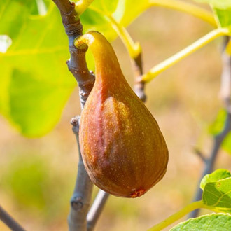 Смокиня Francesco, С2 изображение 2