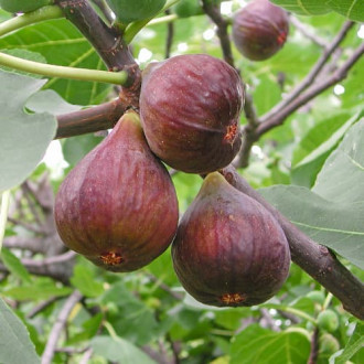 Смокиня Morena, С2 изображение 3