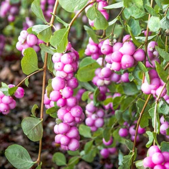 Śnieguliczka Magic Berry interface.image 3