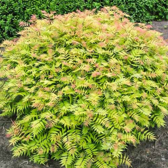 Sorbaria sorbifolia Sem imagine 1