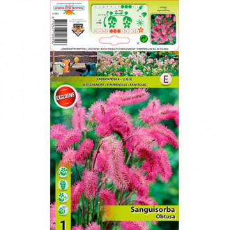 Sorbestrea (Sanguisorba) Obtusa imagine 1