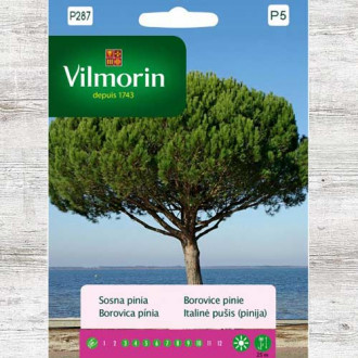 Sosna pinia interface.image 15