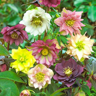 Spânz (Helleborus) Double Ellen mix multicolor imagine 7