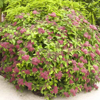 Спирея японска Dart's Red, C3 изображение 12