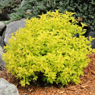 Спирея японска Goldmound изображение 10