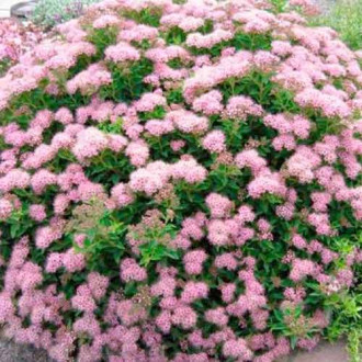 Спирея японска Little Princess изображение 8