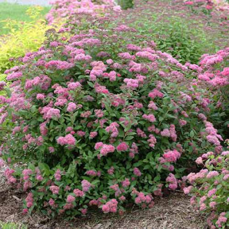 Спирея японска Neon Flash изображение 9