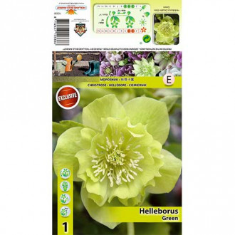 Spânz (Helleborus) Double Ellen Green imagine 5