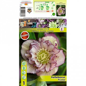 Spânz (Helleborus) Double Ellen Picotee imagine 1